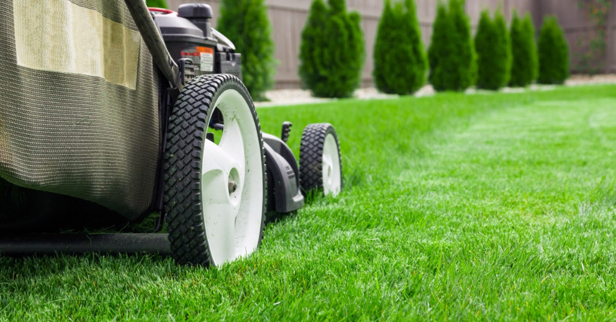 A close-up view of the rear of a lawn mower on very short grass in a yard with small shrubs along the wooden fence.